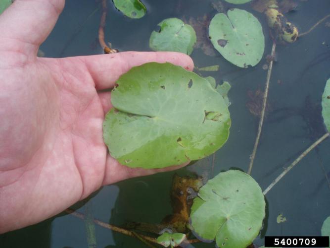 Yellow floating-heart: foliage