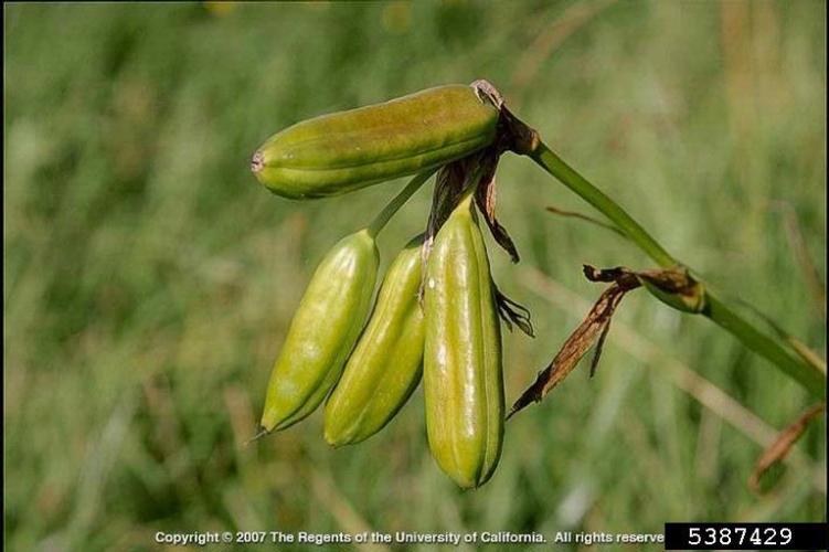 Yellow iris: fruits are 1.6-2.7 in. long capsules. The average capsule contains about 120 white seeds that harden and turn brown as they mature.