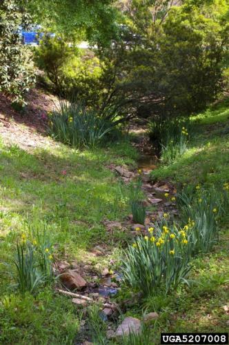 Yellow iris: infestation.