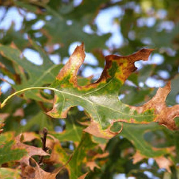 Oak wilt an aggressive disease that kills thousands of trees  Vermont