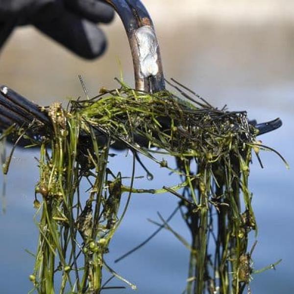 Starry stonewort