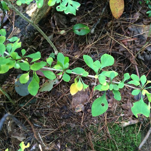 Barberry in Vermont