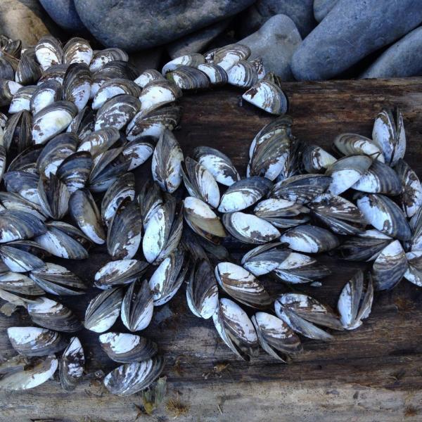 Zebra mussels can quickly attach to and populate all hard surfaces found on a lake bottom