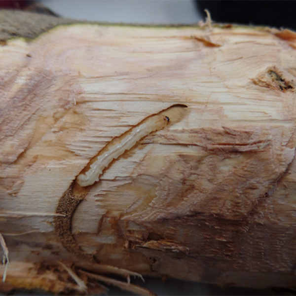 EAB larve in olive stem