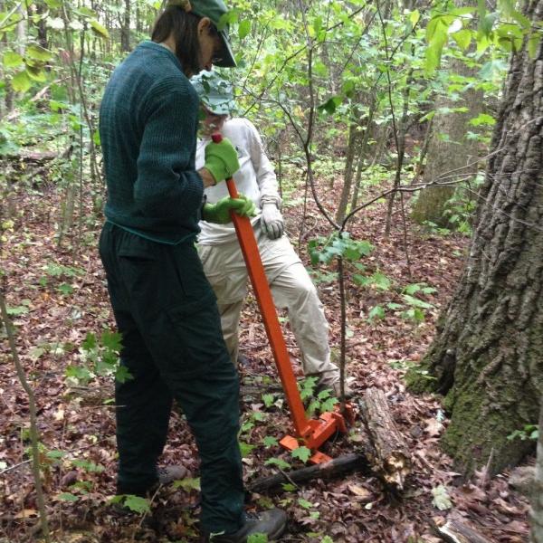 Management can have as much of an impact as the invasive plants. Removing invasive plants at Button Bay State Park in the “natural area” involves thoughtful control work, to protect rare, threatened, or endangered native plant species.