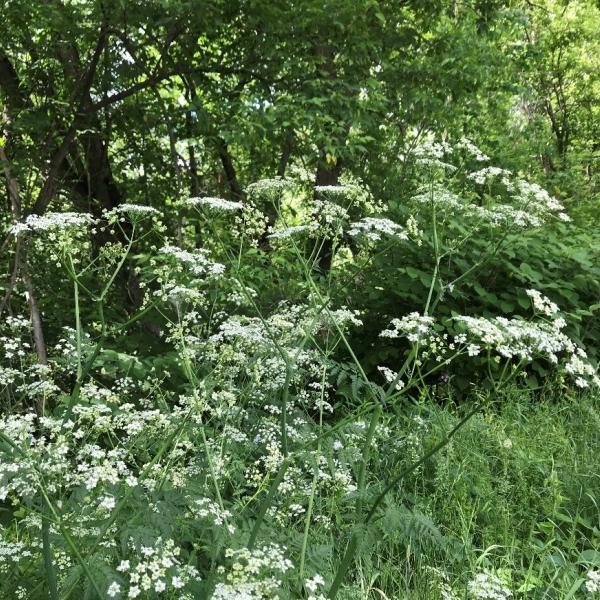 The flowers of Wild Chervil form in clusters called an umbel, almost resembling an umbrella.