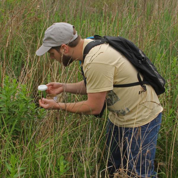 Beetles released onto purple loosestrife plants