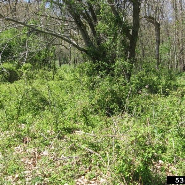 Multiflora rose overgrowing a field and trees.