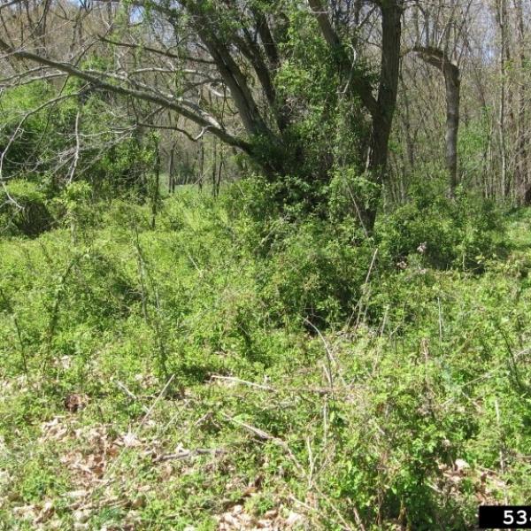 Multiflora rose overgrowing a field and trees. 