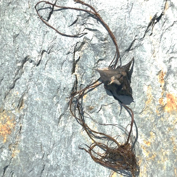 Germinated water chestnut (Trapa natans) sprout intercepted at Lake Bomoseen in July 2019.