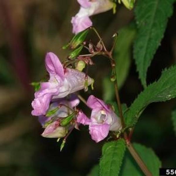 Impatiens glandulifera flower