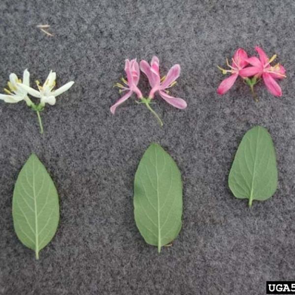 Comparison of hybrid and parent species of honeysuckle. Left to Right: Morrow’s, showy, and tatarian honeysuckle leaves and flowers. Photo credit: Leslie J. Mehrhoff, University of Connecticut, Bugwood.org 