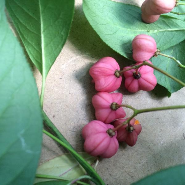 Spindle-tree has orange arils with pink capsules