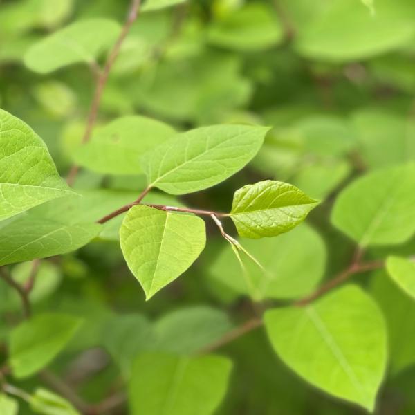 Japanese knotweed is an example of a regulated invasive plant in Vermont