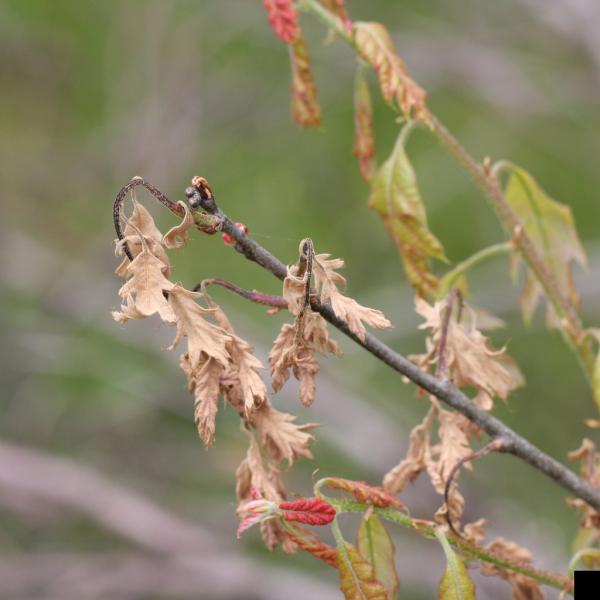 Frost damage