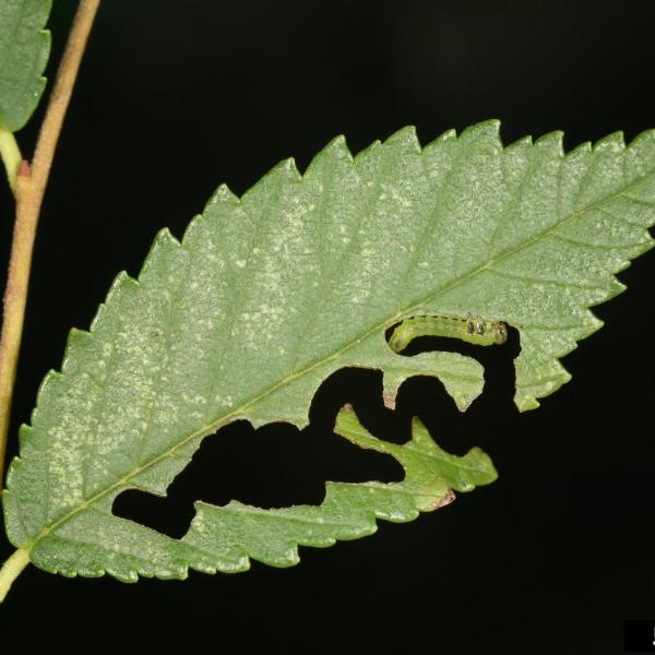 Elm zigzag sawfly damage