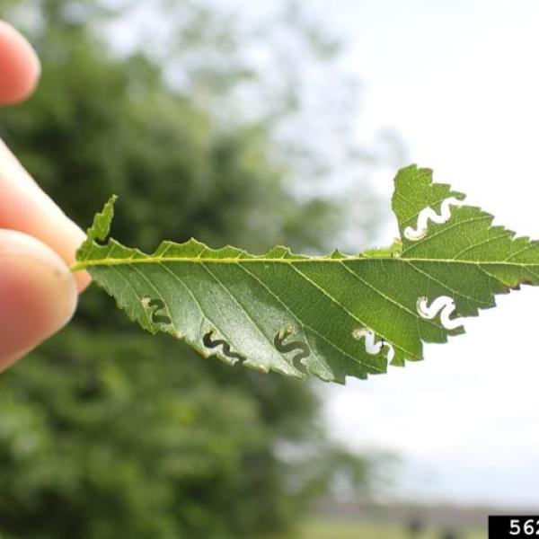 Elm zigzag sawfly damage