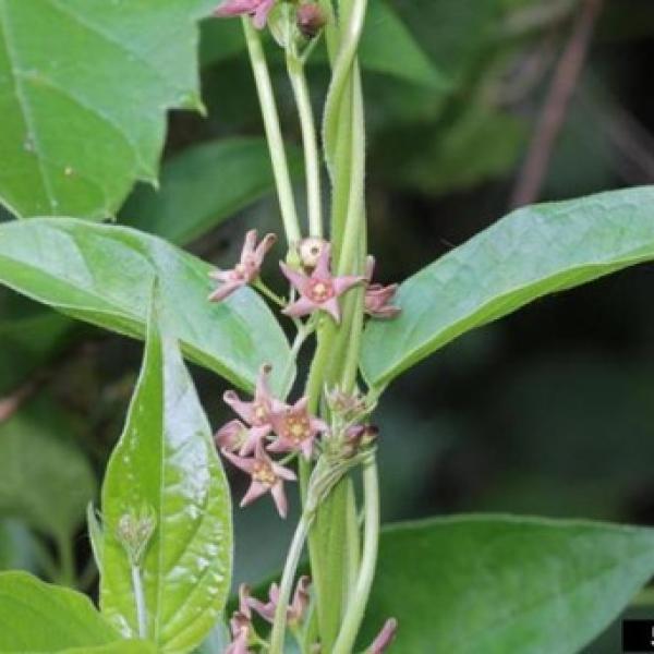 Twining vines, opposite smooth leaves, star-shaped pink flowers.