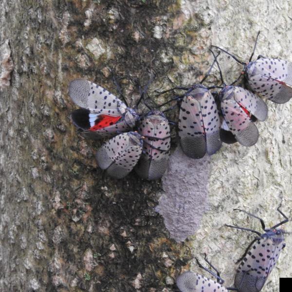 Spotted Lanternfly
