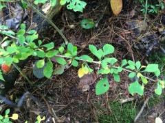 Barberry in Vermont