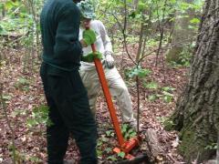 Management can have as much of an impact as the invasive plants. Removing invasive plants at Button Bay State Park in the “natural area” involves thoughtful control work, to protect rare, threatened, or endangered native plant species.