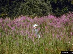 Photo: Eric Coombs, Oregon Department of Agriculture, Bugwood.org Purple loosestrife can reach heights of several meters.