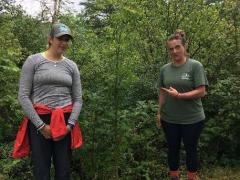 two restoration crew members pose next to a wild parsnip that is taller than them both (6 feet tall or more). 