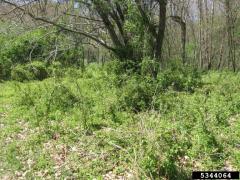 Multiflora rose overgrowing a field and trees. 