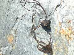 Germinated water chestnut (Trapa natans) sprout intercepted at Lake Bomoseen in July 2019.