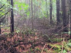 Treated buckthorn in Randolph, funded with an EQIP Contract