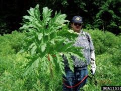 Giant hogweed