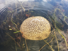 Small bryozoan community