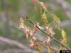 Frost damage