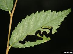 Elm zigzag sawfly damage