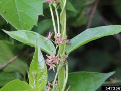 Twining vines, opposite smooth leaves, star-shaped pink flowers. 