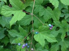 Porcelain berry leaves and fruit