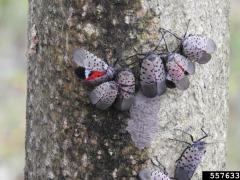 Spotted Lanternfly