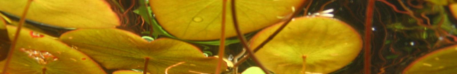 Underwater view of lily pads