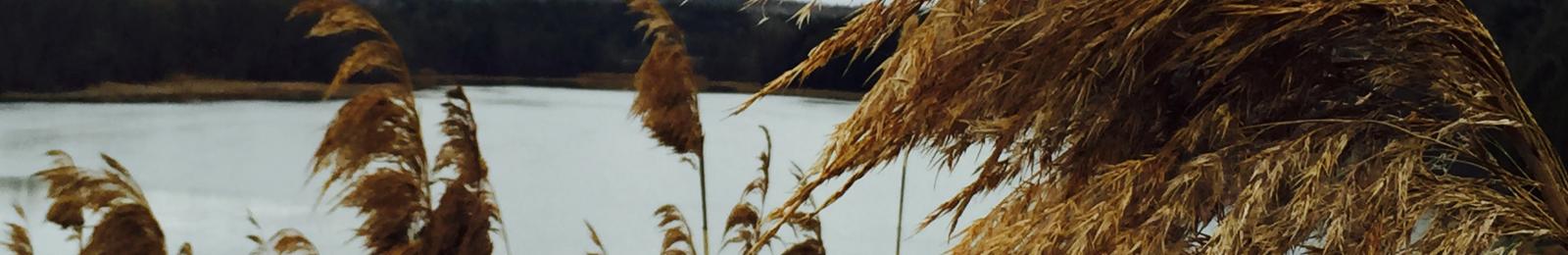 Phragmites (common reed)